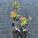 Azalka veľkokvetá (Azalea Mollis) ´GOLDFLAMME´ - výška 30-50 cm, kont. C1L
